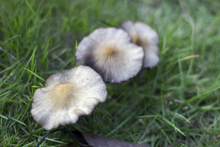 草地上的三朵小蘑菇