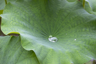 荷叶上的晶莹水珠