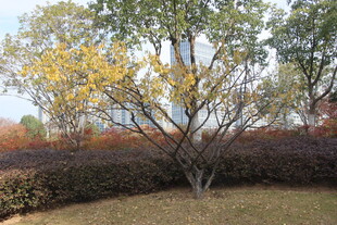 梅秋日黄叶树木景观