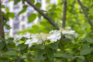 枝头绽放的白色琼花