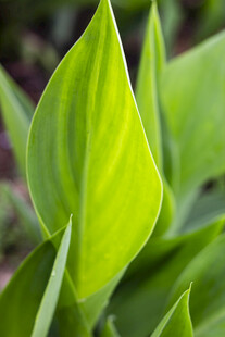 翠绿鲜嫩的植物叶片