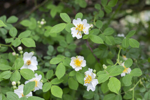 白色野蔷薇绽放绿叶间