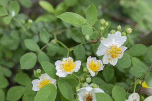白色野蔷薇绽放绿意间