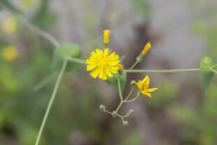 苦菜花