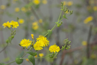 苦菜花