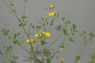 苦菜花 