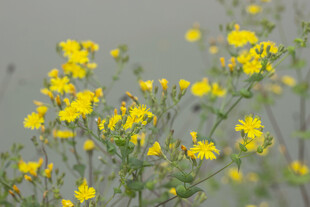 苦菜花 