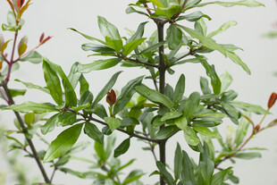 石榴翠绿枝叶植物特写