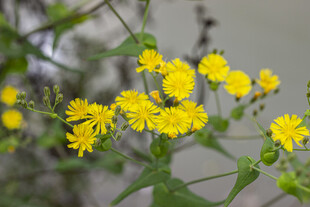 苦菜花