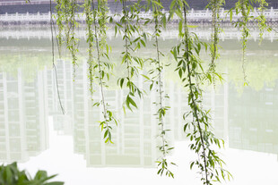 湖畔垂柳低垂绿意浓