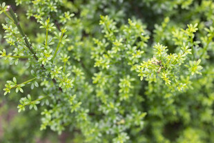 翠绿繁茂的植物枝叶