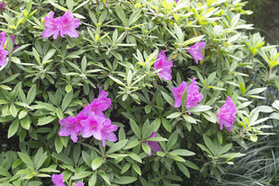 杜鹃花
