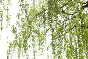 垂柳依依展新绿