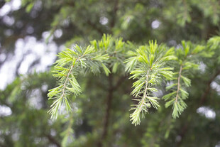 雪松翠绿松枝特写