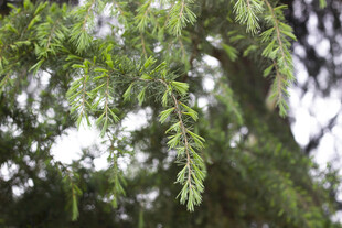 雪松翠绿松枝特写