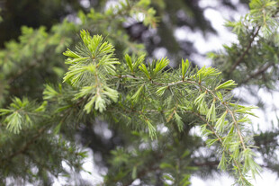 雪松翠绿枝叶特写
