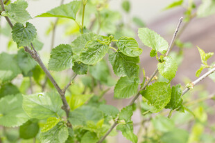 桑叶嫩绿枝叶特写