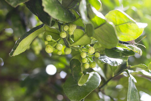 香泡树花苞