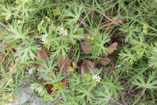 老鹳草