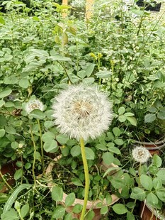 草地上的蒲公英