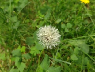 田野中的白色蒲公英