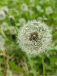 蒲公英特写