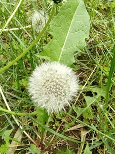 草地上的白色蒲公英