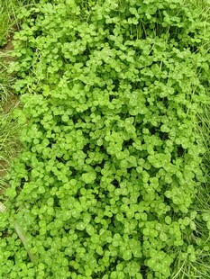 翠绿繁茂的地面绿植