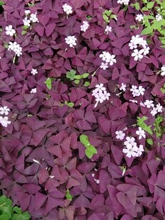 紫叶酢浆草与白色小花