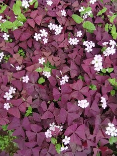 紫叶酢浆草间小白花绽放