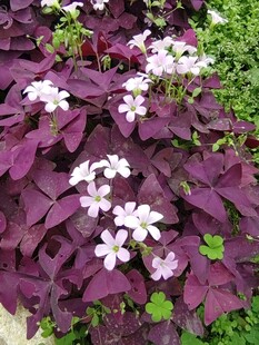 紫叶白花植物景观