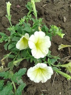 白色矮牵牛花绽放于泥土