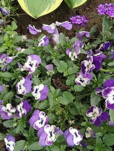 紫色三色堇花卉特写