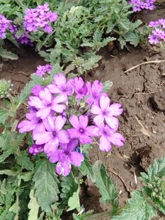 紫色美丽花朵绽放