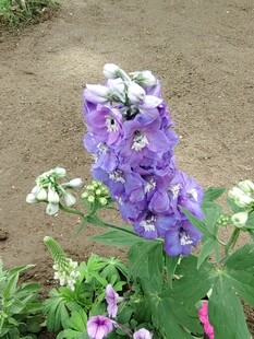 紫色翠雀花绽放于花园