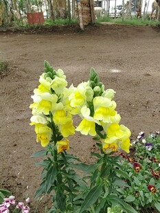 鲜艳毛地黄绽放于花园