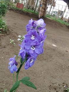 紫色小花绽放于泥土间