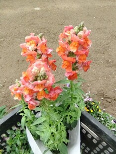 鲜艳金鱼草盆栽花卉