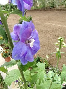 紫色翠雀花特写