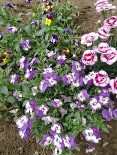 多彩三色堇绽放于花丛中