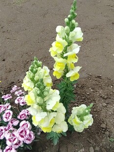 黄白金鱼草与粉花搭配