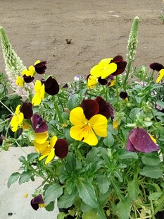 三色堇盆栽绽放美丽花朵