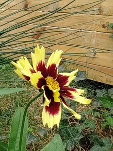 黄红相间美丽花卉绽放