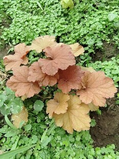 多彩矾根植物特写