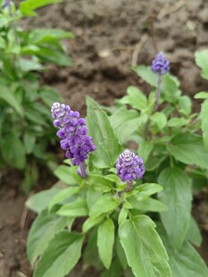 紫色罗勒植物特写