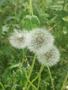 田野中的蒲公英球