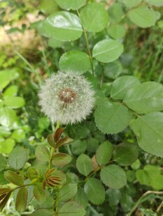 草丛中的蒲公英球