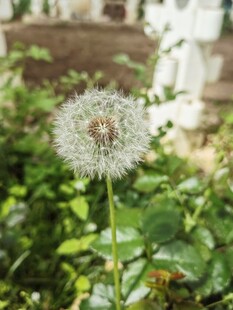 蒲公英绽放于绿叶间