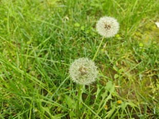 草地上的蒲公英