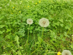 草地上的两朵蒲公英